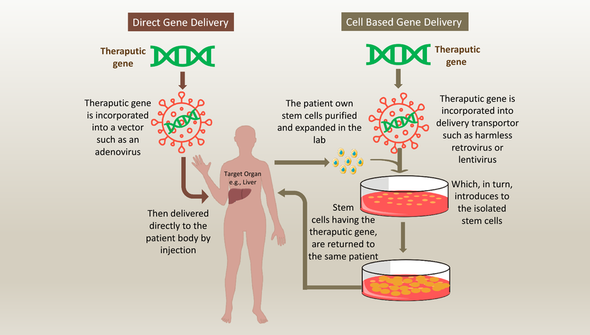 Gene Therapy: How Biotechnology is Transforming Human Health